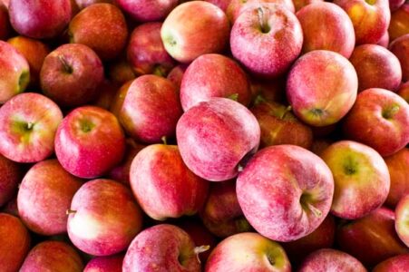Apple Picking: Not Your Usual 9 to 5 Job Image